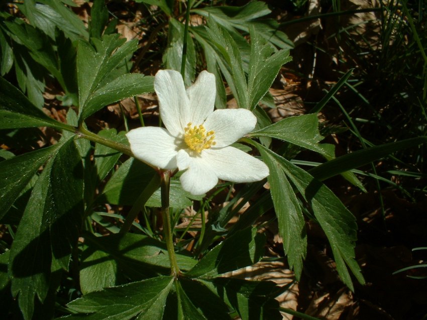 Anemone nemorosa, viola eugeniae, ranunculo